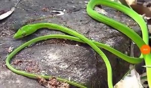 Ce serpent vert est très bizarre... Aspect surréaliste
