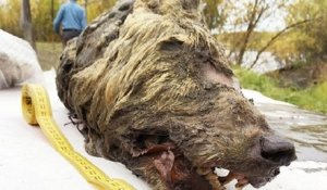 La tête coupée d'un loup géant vieille de 40 000 ans retrouvée en Russie !