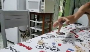 Tour de carte avec un chat