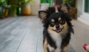 Le Chihuahua : tout ce qu'il faut savoir sur le chien le plus petit du monde