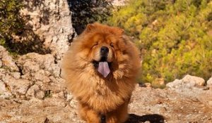Le Chow-Chow, le chien lion