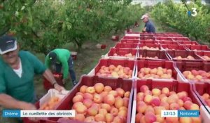 Drôme : la récolte des abricots se porte bien
