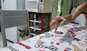 Tour de carte avec un chat