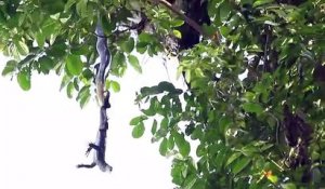 Un cobra royal emporte un gros lézard dans un arbre pour le dévorer