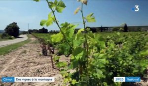 Espagne : des vignes plantées en altitude pour faire face à la sécheresse