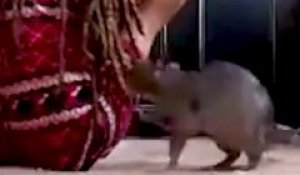 Ce rat adorable joue à cache-cache avec son maitre... Trop mignon