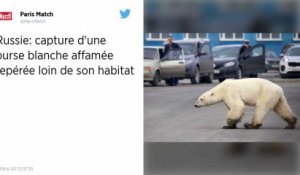 Russie : Capture de l’ourse blanche affamée qui avait été repérée loin de son habitat
