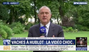 Vaches à hublot: pour le ministre de l'Agriculture, "c'est scientifiquement important pour la recherche"