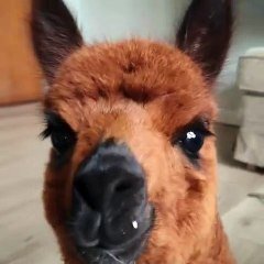 Ce Chien A Tres Sommeil Mais Un Lama L En Empeche Hilarant Sur Orange Videos