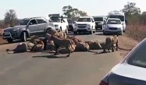 Cette meute de lions envahit la route pour le repas et bloque la circulation