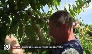 Canicule : les agriculteurs luttent contre la hausse des températures