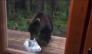 Ce pauvre ours va avoir la peur de sa vie