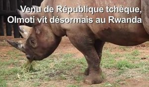 Cinq rhinocéros d'un zoo tchèque réintroduits au Rwanda