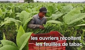 Le Nicaragua, une nouvelle puissance sur le marché mondial du cigare