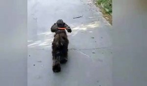 Ce chien est trop fier d'avoir attrapé son frisbee !