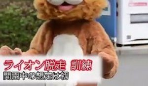 Le zoo Tobe à Aichi a organisé un exercice d'évasion de lion aujourd'hui