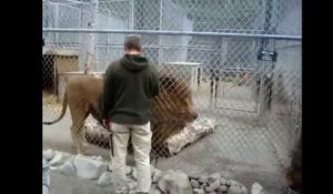 Voici le plus gros lion du monde... Impressionnant