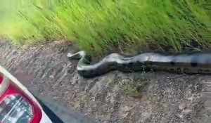 Des touristes croisent un gigantesque anaconda en bord de route