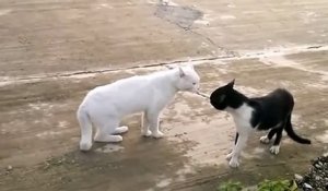 La réaction de ce chat face à un autre félin est juste hilarante