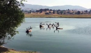 6 cerfs se rafraîchissent dans un lac (Californie)