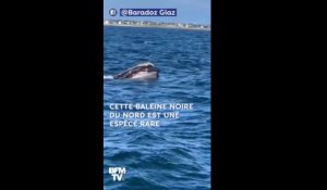 Au retour de sa pêche, il tombe sur une espèce très rare de baleine au large du Finistère