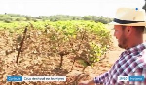 Hérault : les vignobles brûlés par le soleil