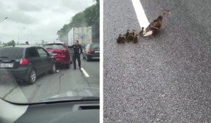 Un accident sur l'autoroute causé par des poussins qui traversaient la route