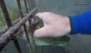 2 plongeurs sauvent un brochet coincé  dans une grille