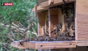 Brignon : un couple de randonneurs attaqué par des milliers d'abeilles
