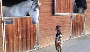 Amitié incroyable entre une petite chèvre et un cheval