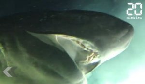 Ce requin est immense - Le Rewind du Jeudi 04 Juillet 2019