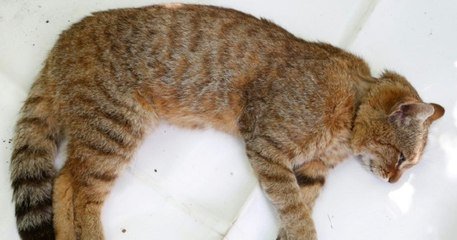 Le Chat Renard Une Nouvelle Espece Sauvage A Ete Recensee En Corse Sur Orange Videos