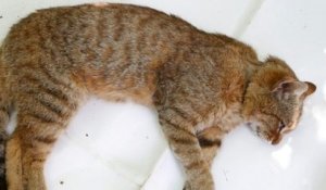 Le chat-renard, une nouvelle espèce sauvage a été recensée en Corse