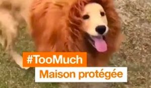 #TooMuch - Le chien lion - Orange