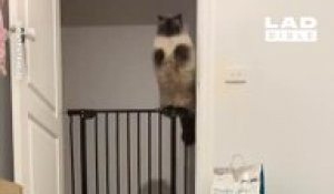 Une chatte saute une barrière avec classe