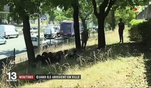 Île-de-France : quand les moutons arrivent en ville pour le bien des espaces verts