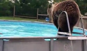 Cet ours se jette dans la piscine pour se rafraîchir