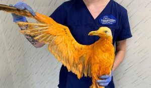 Un vétérinaire pensait soigner un oiseau exotique, mais il s'agissait d'un goéland recouvert de curry