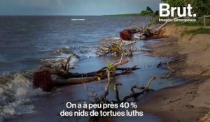 En Guyane, le combat de scientifiques pour sauver la plus grosse tortue au monde