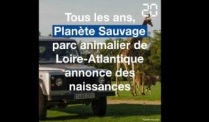 Loire-Atlantique: Voici les dernières naissances à Planète Sauvage