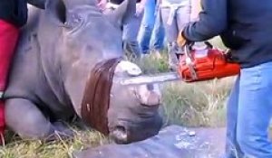 Ces vétérinaires découpent les cornes des rhinocéros pour les protéger des braconniers