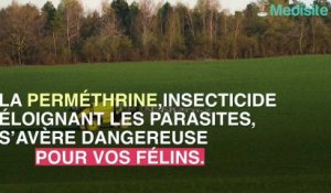 Attention ! Un insecticide peut tuer votre chat.