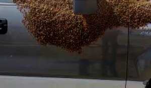 Il découvre son pick-up couvert de milliers d'abeilles