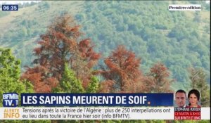 Sécheresse: dans les Vosges les sapins meurent de soif