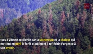 Dans les Vosges, l'agonie rougeoyante des sapins mourant de soif