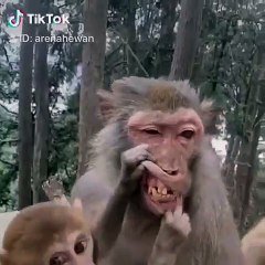 Quand Un Bebe Singe Essaie De Faire Sourire Sa Maman Trop Drole Sur Orange Videos