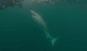 Un grand requin blanc approche d'un plongeur pour le mordre