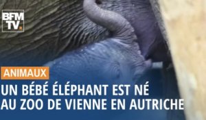 Un bébé éléphant est né au zoo de Vienne en Autriche