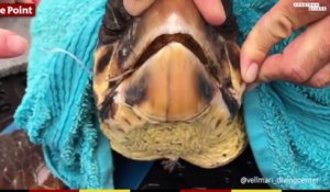 Espagne : des plongeurs filment le sauvetage d'une tortue piégée dans un filet de pêche