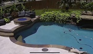 Il regarde la vidéo de surveillance et explose de rire en découvrant ce qu'il se passe près de la piscine !